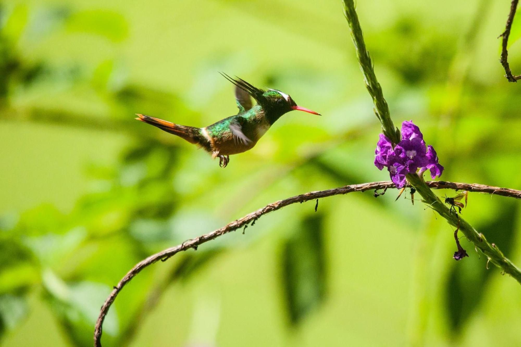 Arenas Del Mar Beachfront & Rainforest Resort Member Of The Cayuga Collection Manuel Antonio Dış mekan fotoğraf